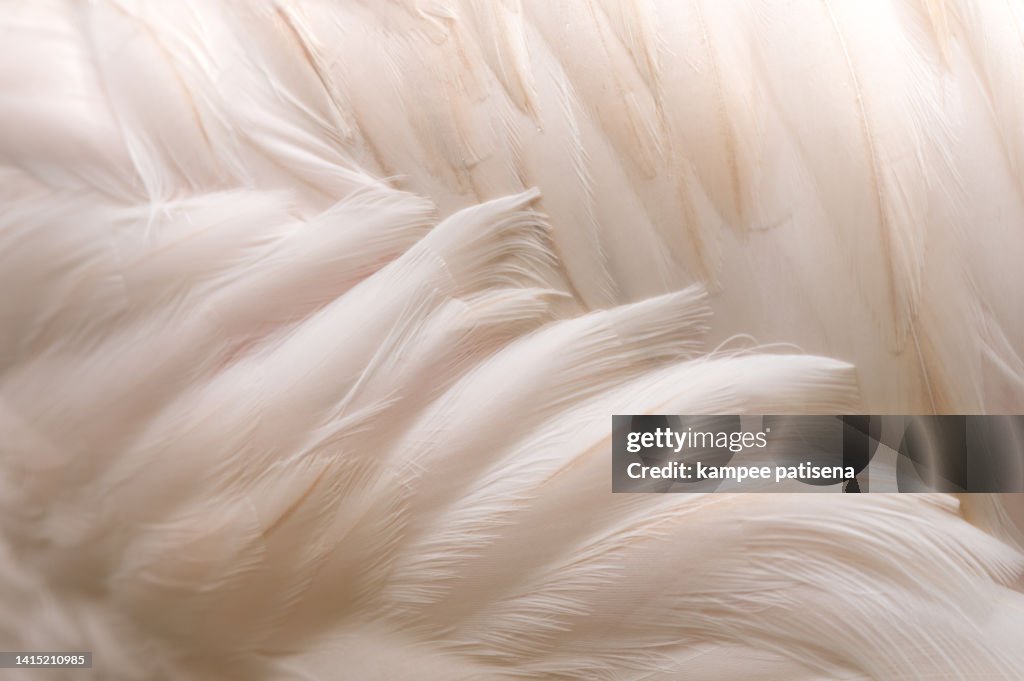 Full Frame Shot Of Flamingo