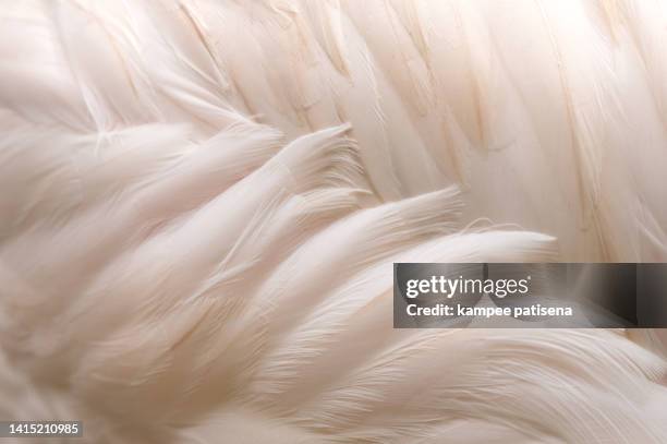 full frame shot of flamingo - piuma foto e immagini stock