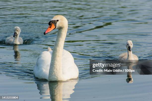 two swans swimming in a lake - cigno stockfoto's en -beelden