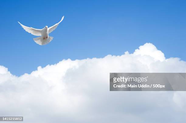 low angle view of seagull flying against sky - white pigeon stock pictures, royalty-free photos & images