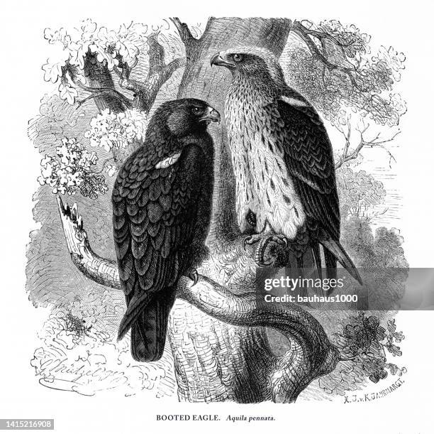 booted eagle, bird, antique american engraving: natural history, 1885 - couple bills stock illustrations