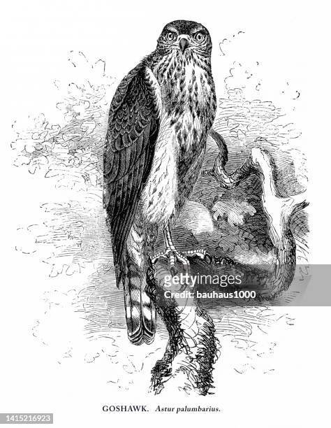 stockillustraties, clipart, cartoons en iconen met goshawk, bird, antique american engraving: natural history, 1885 - zoology