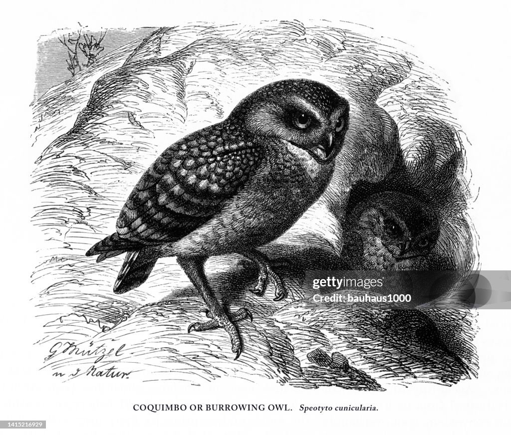 Burrowing Owl, Bird, Antique American Engraving: Natural History, 1885
