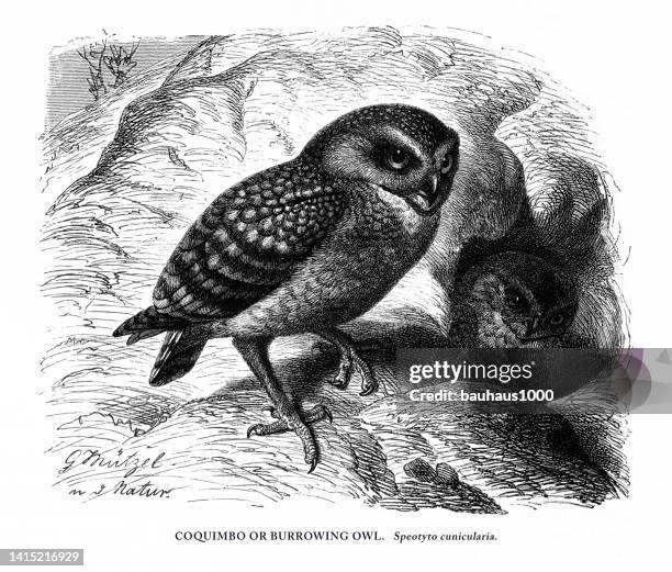 burrowing owl, bird, antique american engraving: natural history, 1885 - burrowing owl stock illustrations