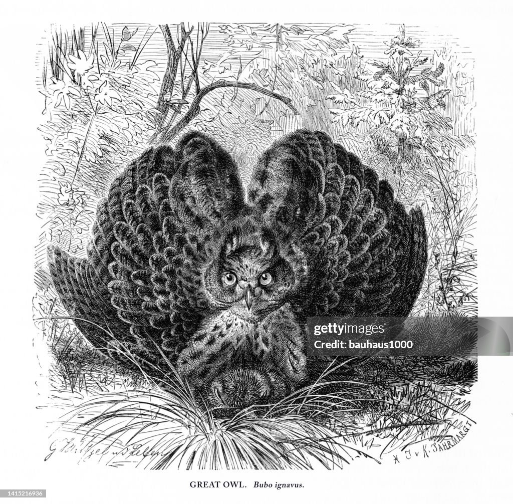 Great Owl, Bird, Antique American Engraving: Natural History, 1885