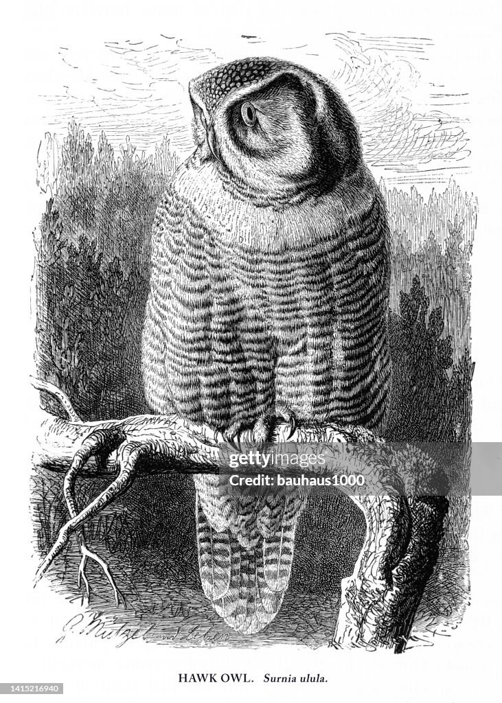 Hawk Owl, Bird, Antique American Engraving: Natural History, 1885