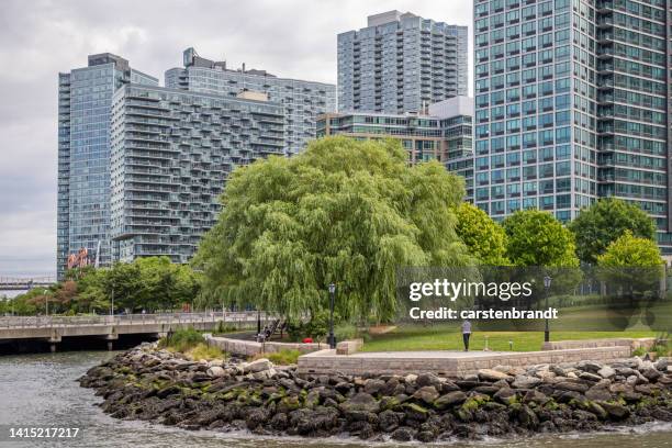 weeping willow in front of high rise residential buildings - queens neighborhood stock pictures, royalty-free photos & images