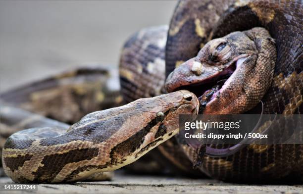 close-up of python on rock,india - python molurus bivittatus stock pictures, royalty-free photos & images