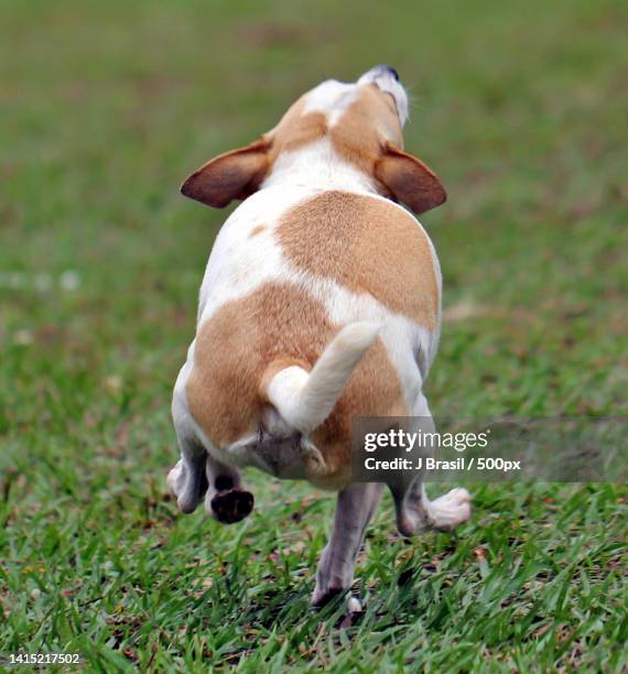 close-up of chihuahua on field,brazil - dog shaking ears stock pictures, royalty-free photos & images