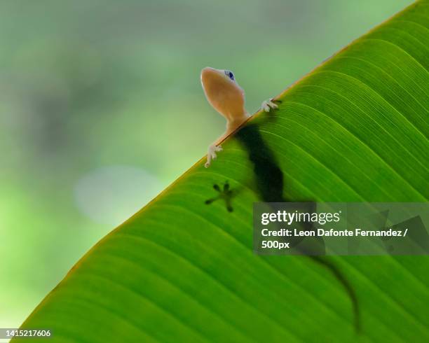 close-up of insect on leaf,cairns,queensland,australia - gecko stock-fotos und bilder