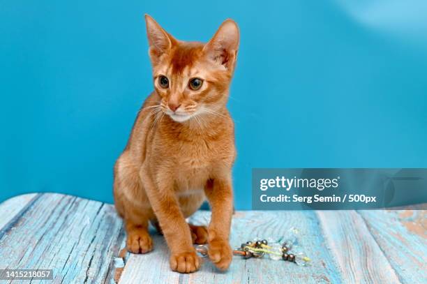 portrait of cat sitting on table - abyssinian cat stock-fotos und bilder