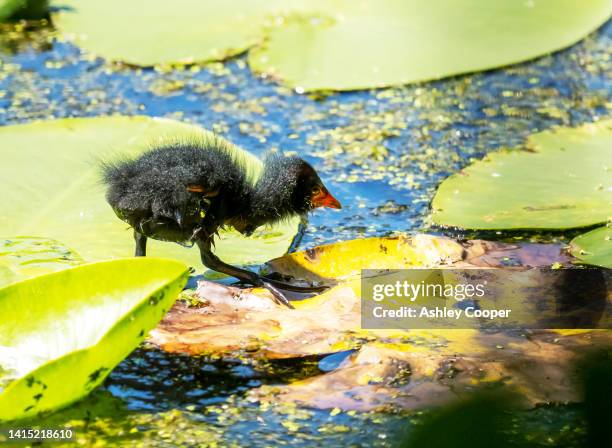 a moorhen, gallinula chloropus chick walking on lily pads on holehird tarn in windermere, lake district, uk. - moorhen stock pictures, royalty-free photos & images