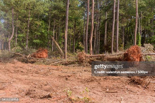 a construction site with trees uprooted roots,and a landscape that - uprooted stock pictures, royalty-free photos & images