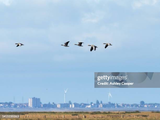 a flock of grelag geese at leighton moss, lancashire, uk, with morecambe in the background. - morecambe bay stock pictures, royalty-free photos & images