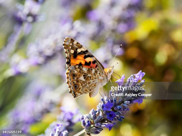 a painted lady, vanessa cardui, butterfly, feeding on lavendat, norfolk, uk. - 吻 ストックフォトと画像