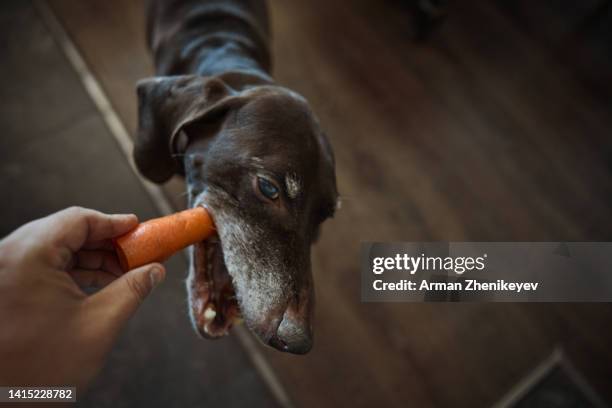 man feeding his dog with fresh carrot - pet food stock pictures, royalty-free photos & images