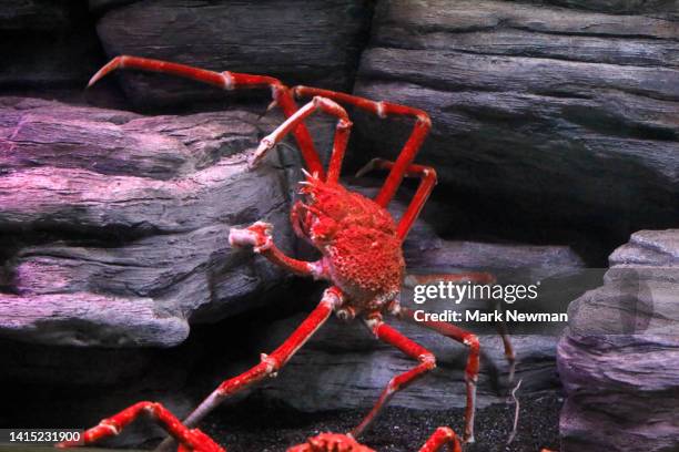 69 Japanese Spider Crab Stock Photos, High-Res Pictures, and Images