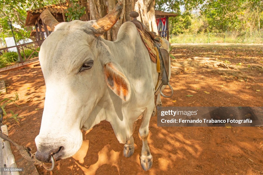 Bull In Farm High-Res Stock Photo - Getty Images