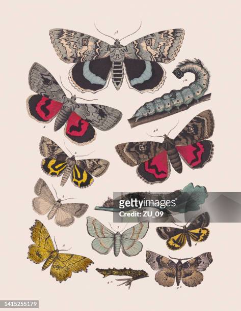 butterflies (erebidae, noctuidae, geometridae), hand colored lithograph, published in 1881 - thorn pattern stock illustrations