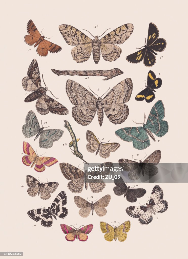 Butterflies (Geometridae), hand colored lithograph, published in 1881