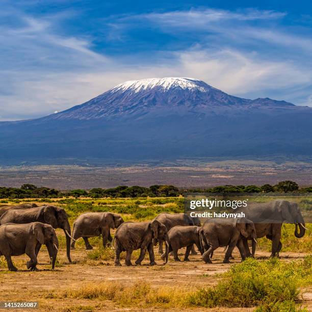 african elephants walking in the savannah, mount kilimanjaro on the background - kilimanjaro stockfoto's en -beelden