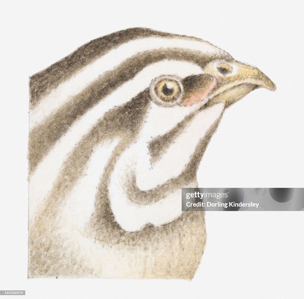 Illustration of Common Quail (Coturnix coturnix) with brown and white striped head, close-up