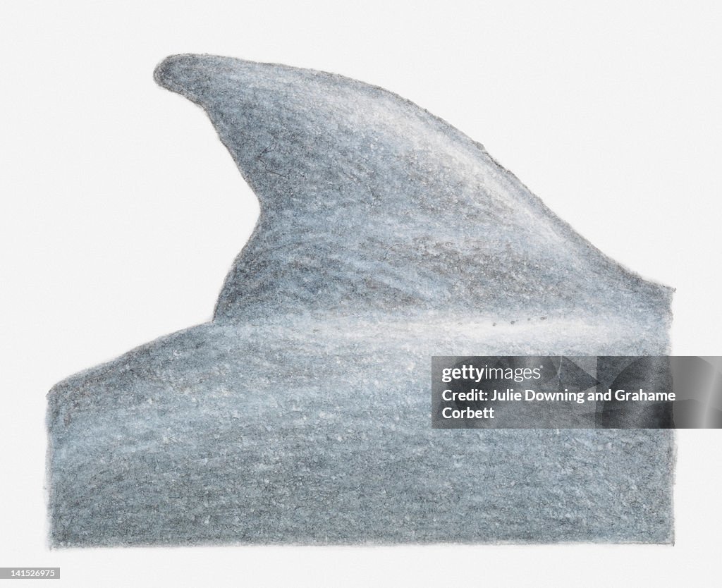 Illustration of dolphin fin, close-up