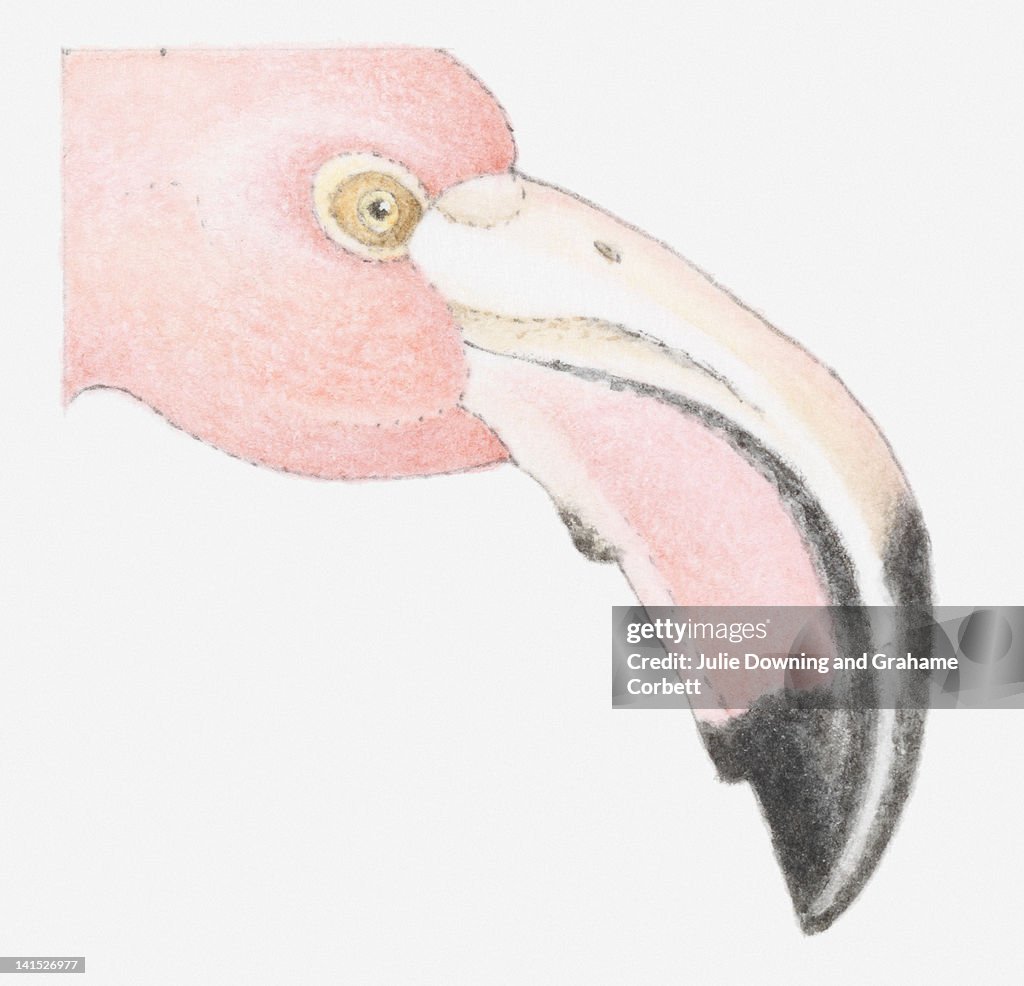 Illustration of Flamingo (Phoenicoparrus) with large, curved beak, close-up