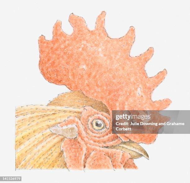 illustration of head of rooster showing wattles, earlobes and comb, close-up - earlobe stock illustrations