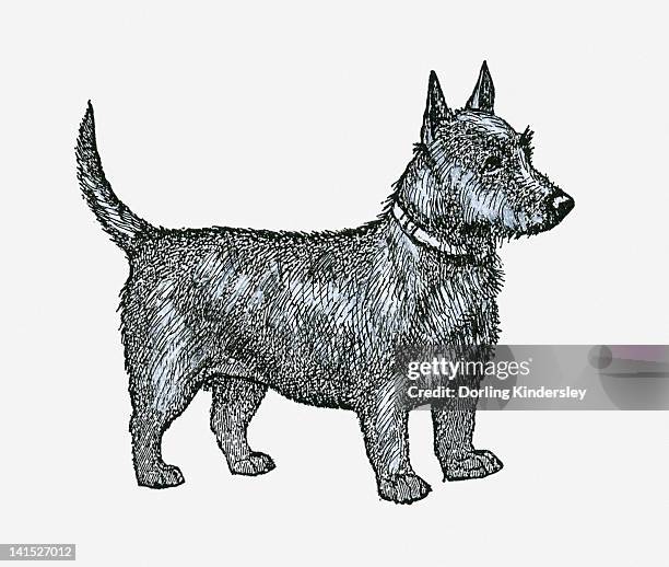 black and white illustration of a scottish terrier - scottish terrier stock illustrations