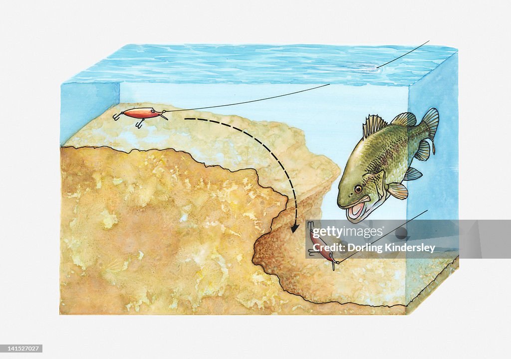 Plug Fish Cross Section Illustration Showing How To Plugfish For Bass By Making ...