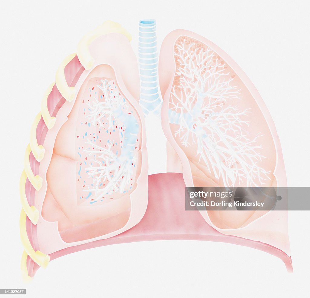 Cross section biomedical illustration of human lungs