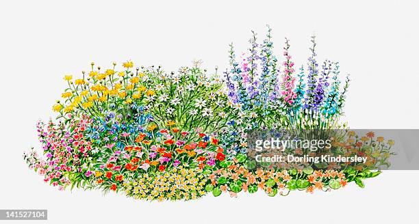 illustration of hardy annual flowerbed in garden - pot marigold stock illustrations