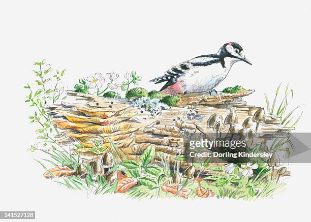 illustration of great spotted woodpecker (dendrocopos major) on decaying log looking for insects to feed on - great spotted woodpecker stock illustrations