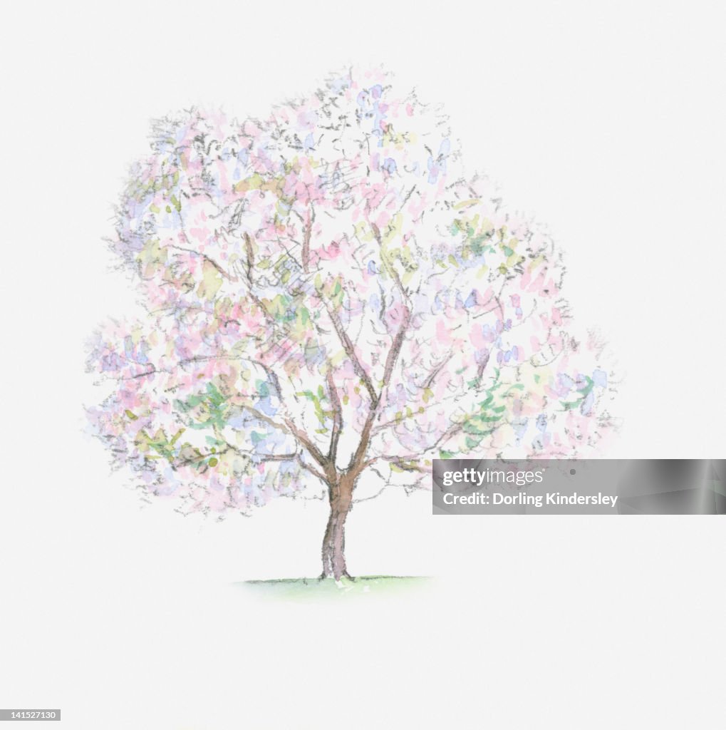 Illustration of Prunus avium (Wild Cherry) tree