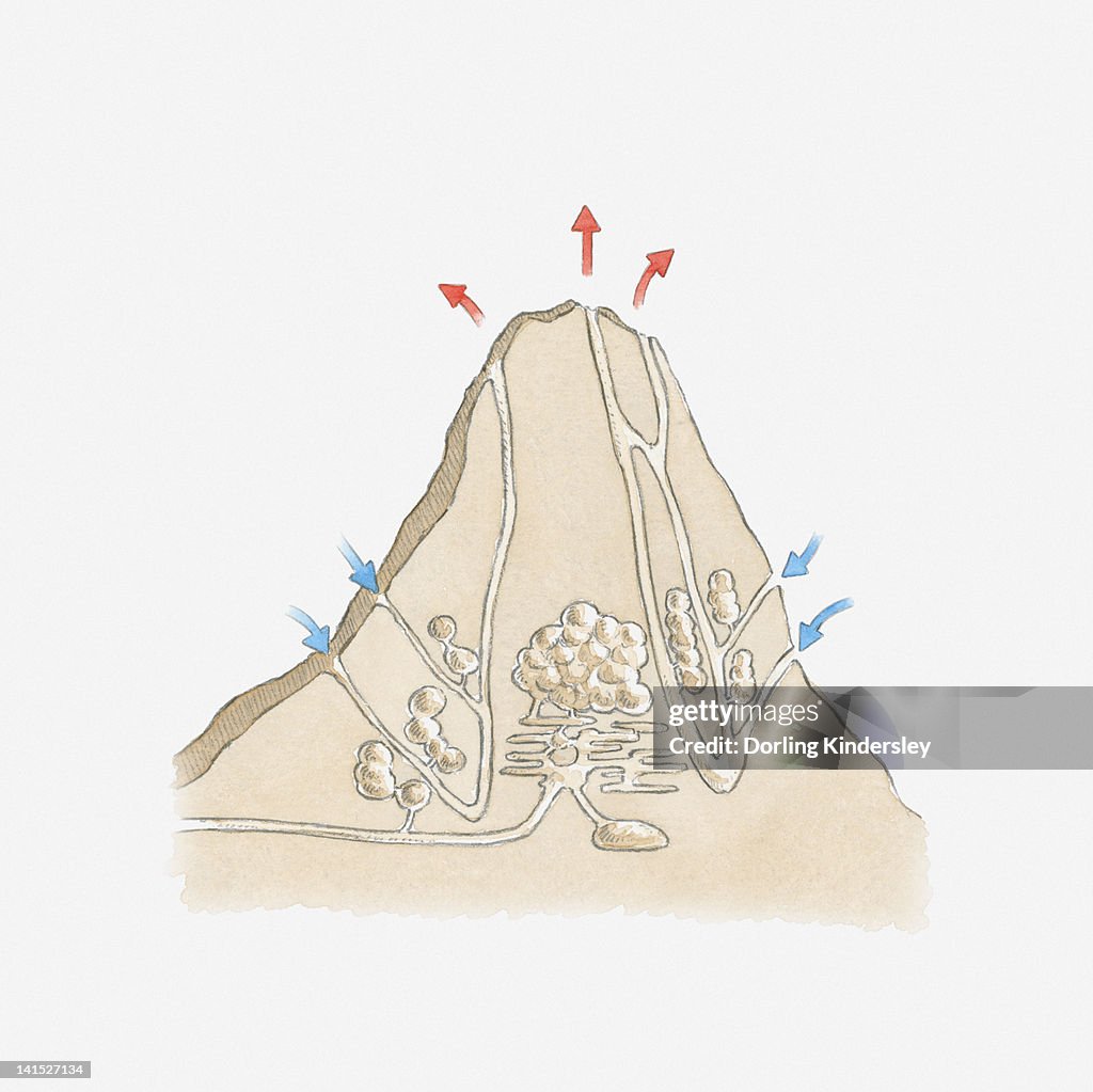Cross section illustration of termite mound showing tunnels and chambers