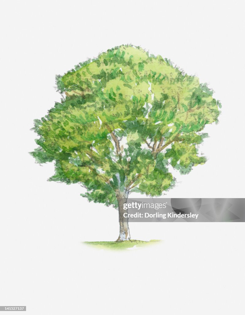 Illustration of Quercus petraea, syn Quercus sessiliflora (Sessile Oak) tree with green foliage