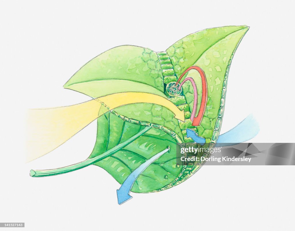 Illustration of leaf anatomy