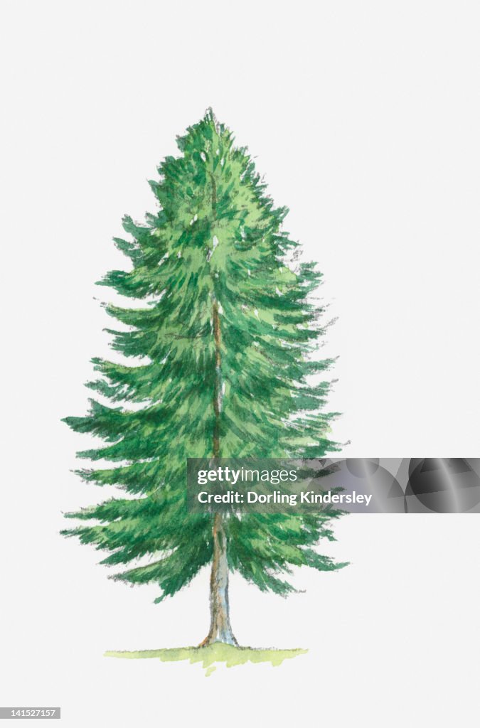 Illustration of Abies alba (Silver Fir) tree