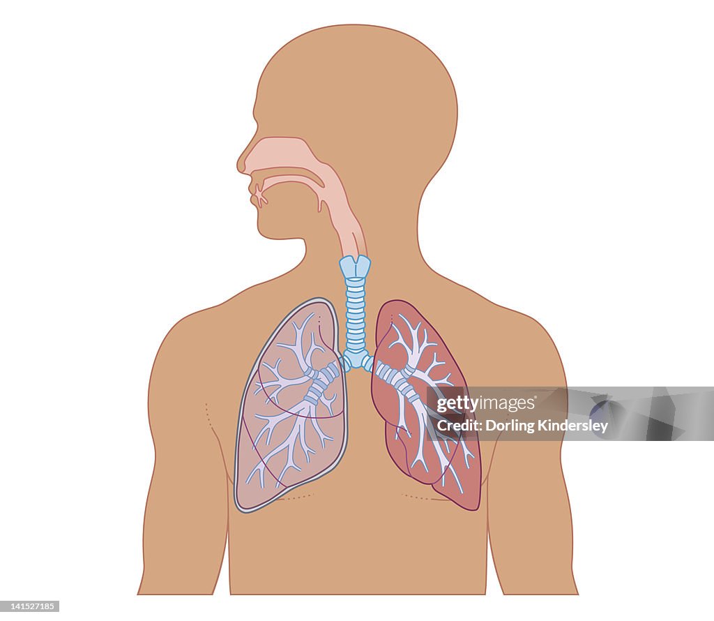 Cross section biomedical illustration of structure of human respiratory system in adult male