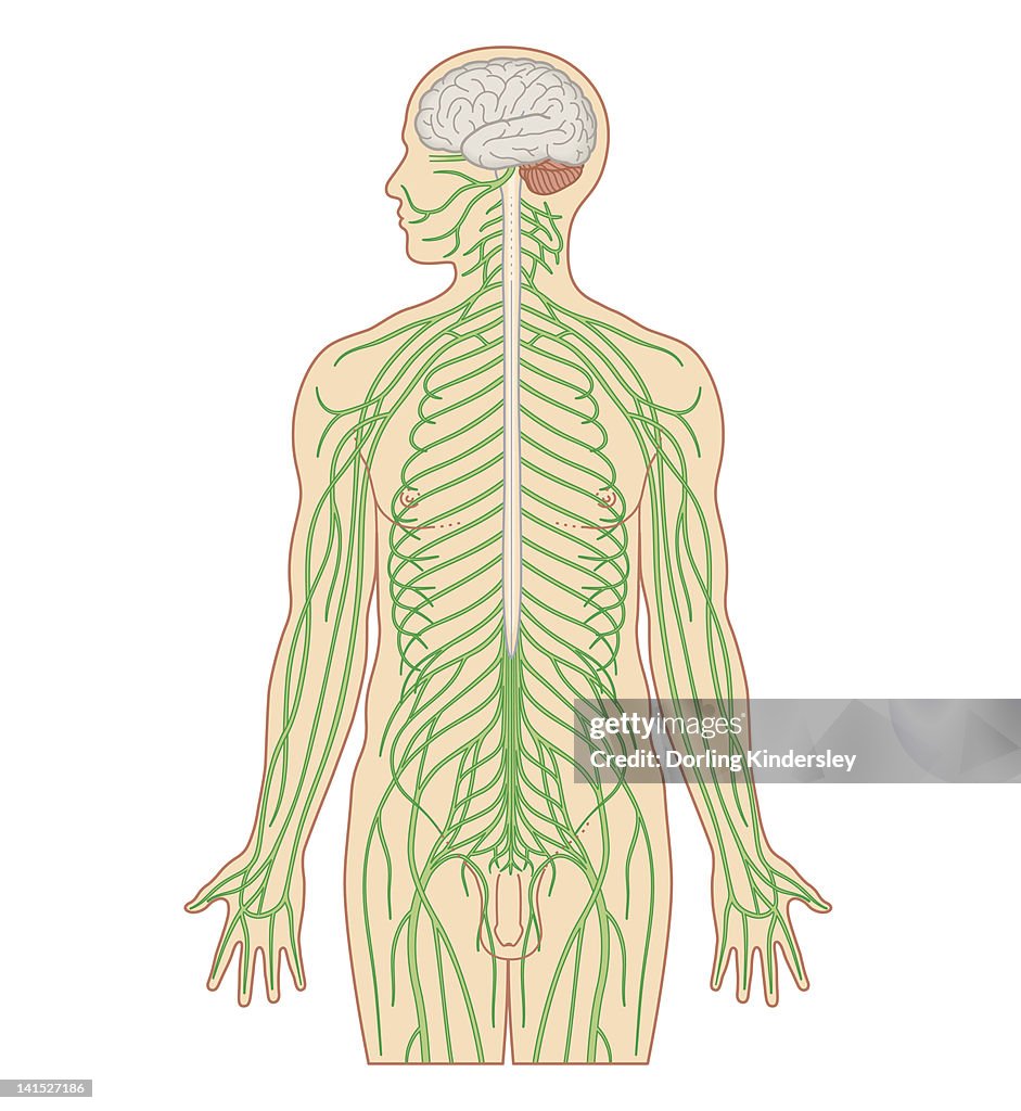 Cross section biomedical illustration of brain and nervous system in adult male