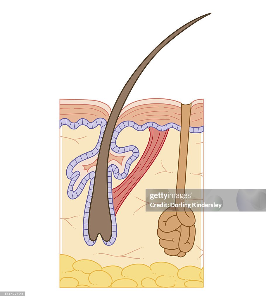 Cross section biomedical illustration of structure of skin