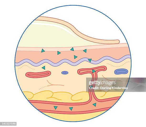 Transdermal Transdermal Patches Photos and Premium High Res Pictures - Getty Images