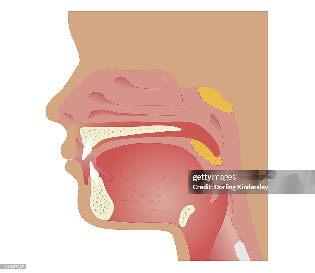 Cross section biomedical illustration of sites of tonsilectomy and adenoidectomy procedures