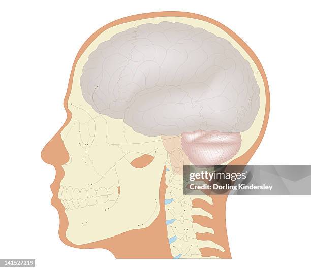 bildbanksillustrationer, clip art samt tecknat material och ikoner med cross section biomedical illustration of the brain and skull at 18 years of age - 18 years white background