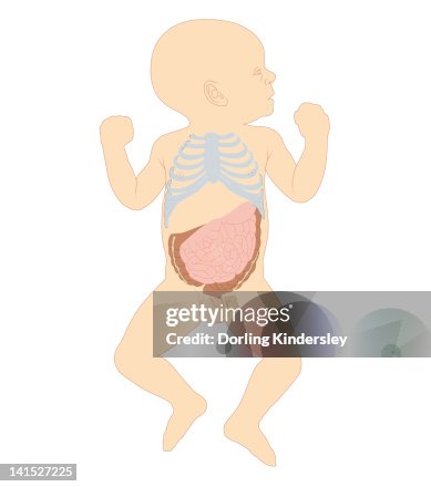 Newborn Ribs Cross Section Biomedical Illustration Of Newborn Baby Boy Showing Rib ...