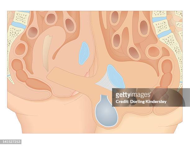 versus Macadam Elegantie Cross Section Biomedical Illustration Of Penis Inside Vagina During Sexual  Intercourse High-Res Vector Graphic - Getty Images
