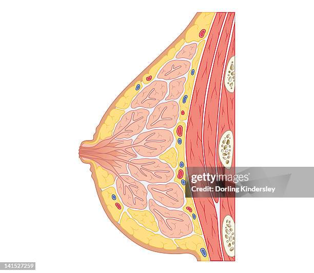 cross section biomedical illustration of structure of human breast - 乳管点のイラスト素材／クリップアート素材／マンガ素材／アイコン素材