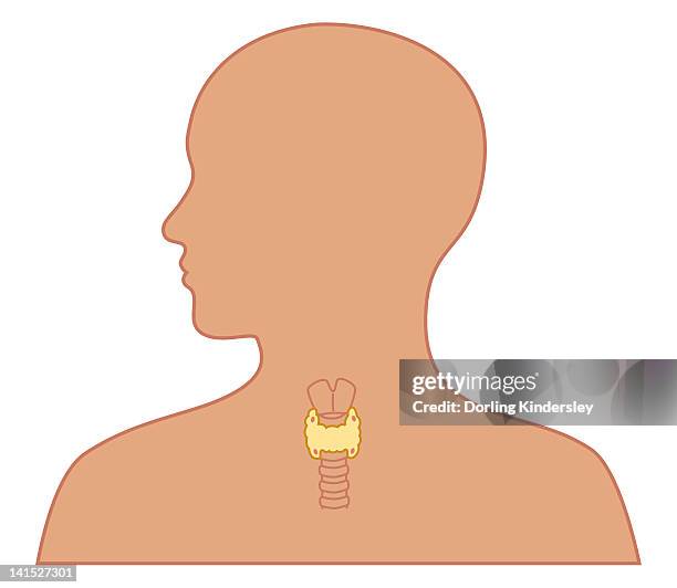 Tiroidet Thyroid Anatomy Cross Section Cross Section Of Thyroid Gland Done By