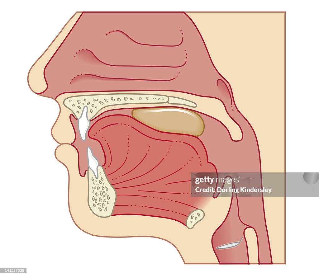 Cross section biomedical illustration of position of soft palate and epiglottis during swallowing